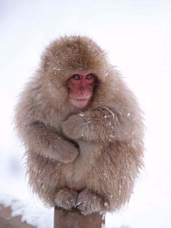 japanese macaque expression