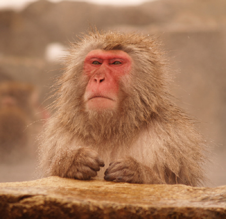 japan monkey bath