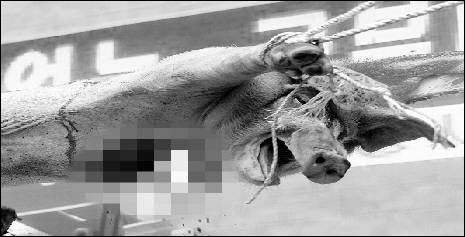 반일 돼지에 대한 이미지 검색결과
